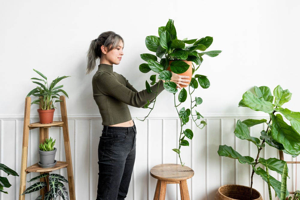 Indoor Plants In Your Home